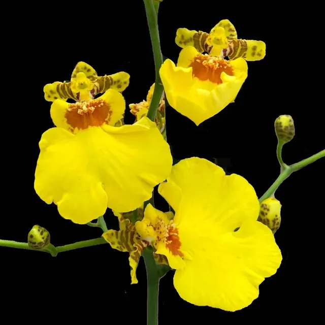 Oncidesa Saint Dawn Gold 'SD'