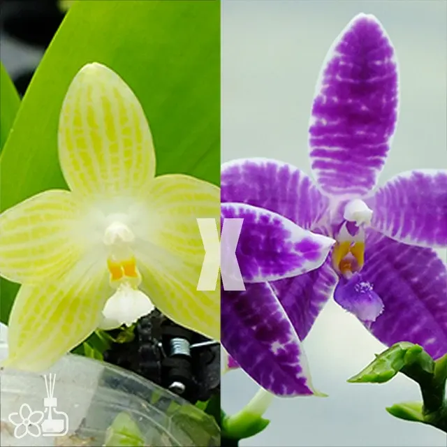 Phalaenopsis Mickey's Java x Lioulin Blue Parrot