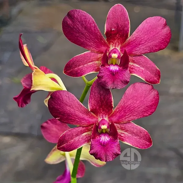 Dendrobium Lipstick x Sampran Brown