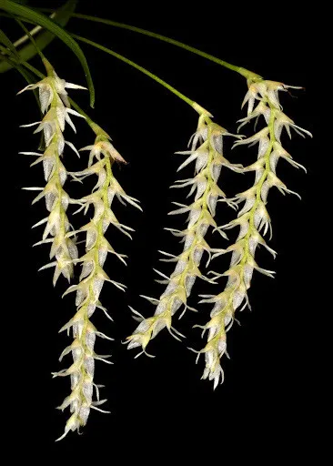 Dendrochilum parvulum (Dendrochilum)