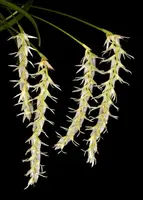 Dendrochilum parvulum