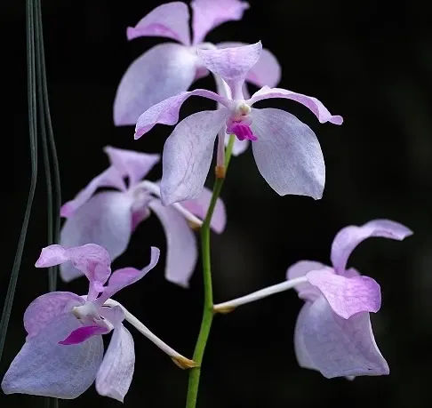 Vanda coerulea 'Pink' (Vanda)