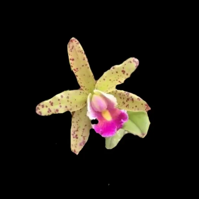 Cattleya Small World X Cattleya Triumphans