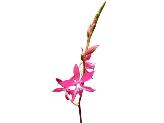 Oncidium Ecuagenera Sunset (Oncidium)
