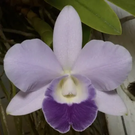 Cattleya Mini Love 'SVO'