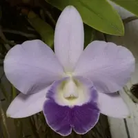 C. Mini Love (Mini Purple 4n x Love Knot 'SVO')