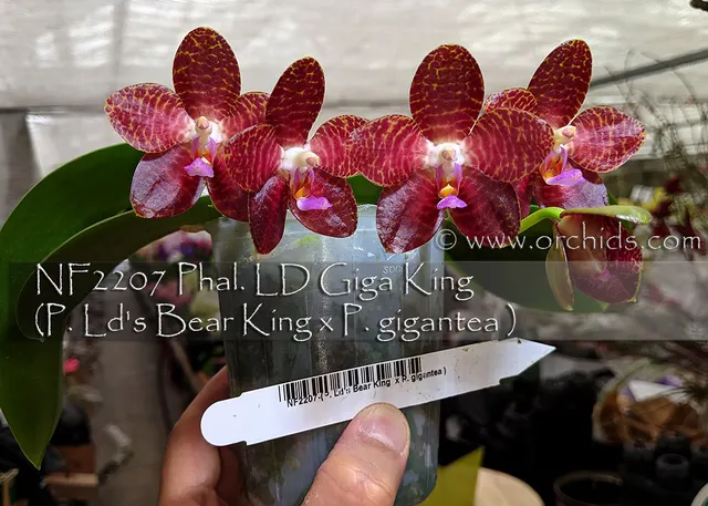 Phalaenopsis LD Giga King 'Note : Husky / Pretty Leaves'