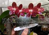 Phal. LD Giga King 'Note : Husky / Pretty Leaves ' (P. Ld's Bear King x P. gigantea )