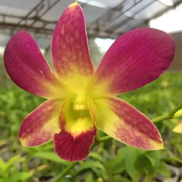 Dendrobium Suchart Red (Dendrobium)