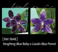 Phal. YangYang Blue Baby x Lioulin Blue Parrot