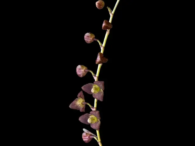 Stelis columnaris (Stelis)