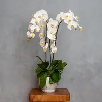 White Phalaenopsis Orchid (3 Stalks) — Negeri Sembilan