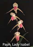 Paph. Lady Isabel (stonei 'Jungle Select' x rothschildianum 'Hong') (YJLI)