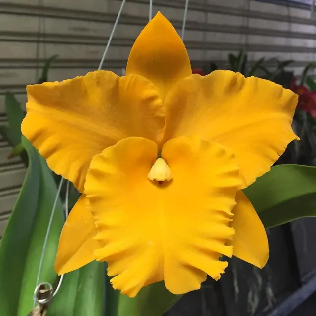 Rhyncholaeliocattleya Golden Diamond MC