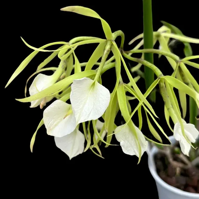 Brassavola nodosa var grandiflora flori intens parfumate