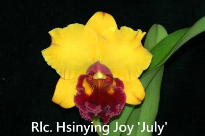 Rhyncholaeliocattleya Hsinying Joy 'July' (Rhyncholaeliocattleya)