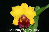Rlc. Hsinying Joy 'July' (Chunyeah x Liu's Joyance) (M374) (Hybrid) Rlc.=Rhyncholaeliocattleya
