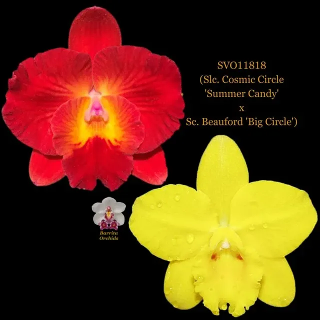 Cattleya Orchid Hybrid SVO11818 'Summer Candy'