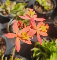 Epidendrum Radicans Live Plant - Salmon Pink - 3 Gallon Pot - Outdoor Grown - Minor Blemishes - Perfect for Gardens