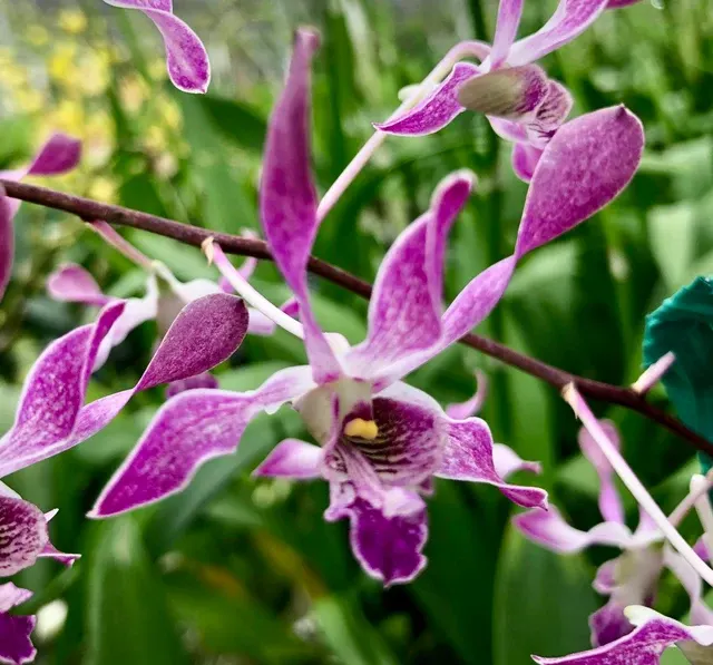 Dendrobium lineale x Blue Twinkle