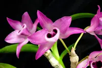 Dendrobium parishii