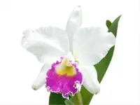 Cattleya Manuel Moran