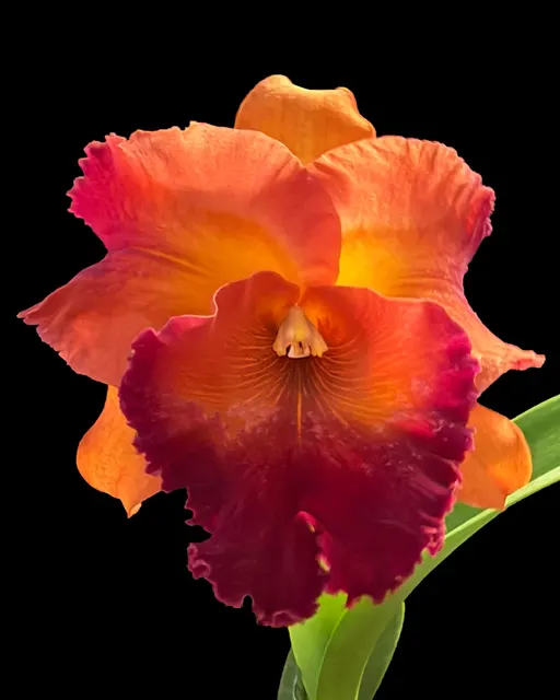 Rhyncholaeliocattleya Bonnie Riley (Rhyncholaeliocattleya)