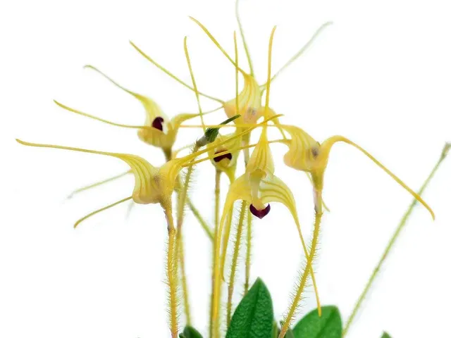 Porroglossum muscosum golden