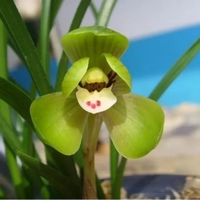 Cymbidium goeringii 'Huan-Qiu-He-Ding'