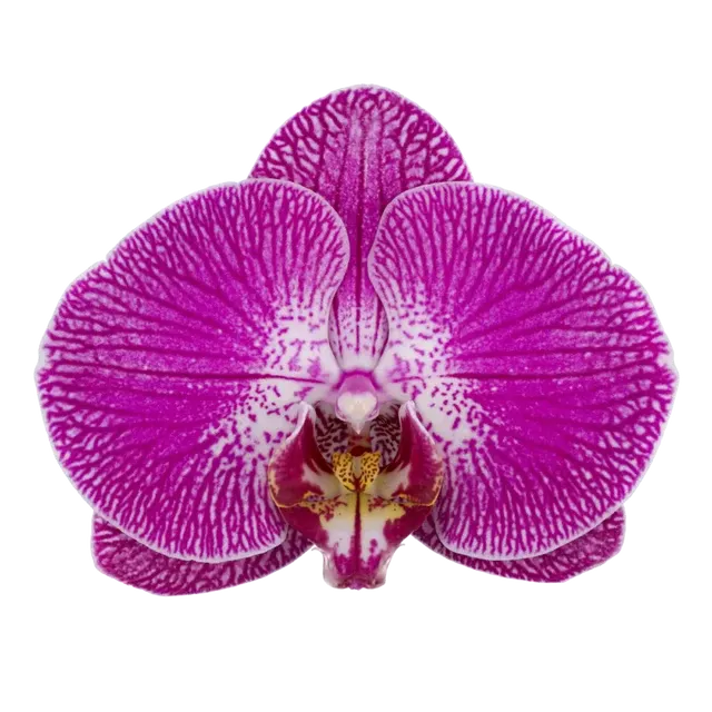 Phalaenopsis SANGRIA