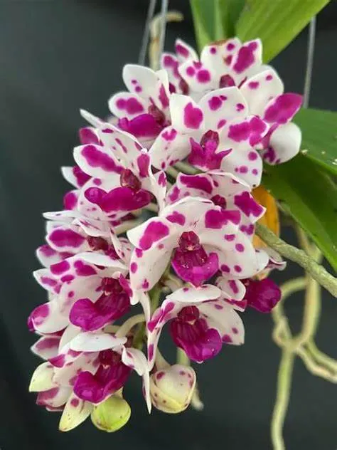 Rhynchostylis gigantea x sib 'Cartoon'