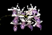 Dendrobium nindii
