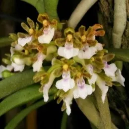 Trichoglottis triflora sp (Trichoglottis)