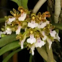 Trichoglottis triflora sp.