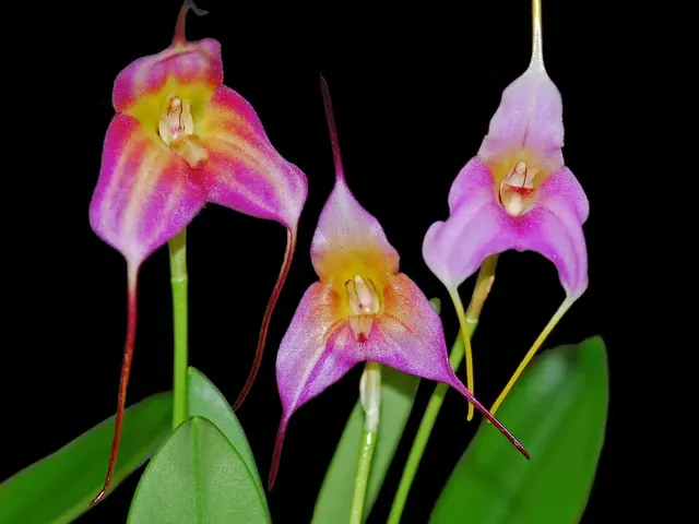 Masdevallia Tayos (Masdevallia)