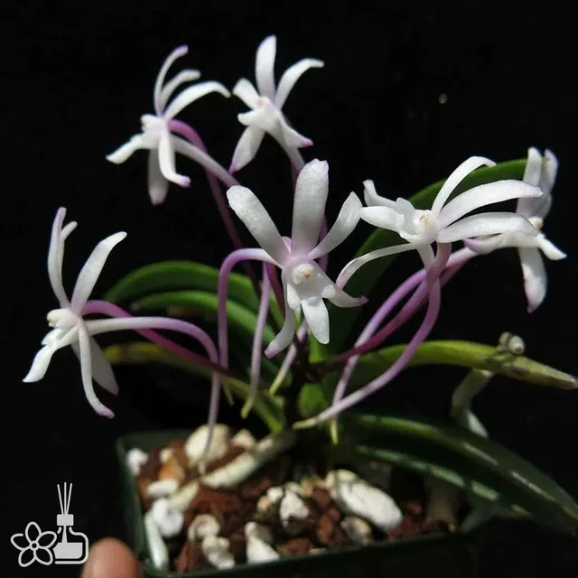Neofinetia falcata 'Raizan'