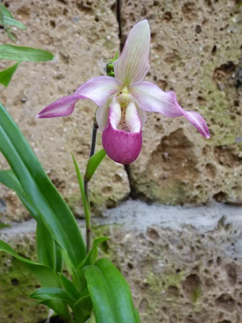 Phragmipedium sedenii 'Big Plant'