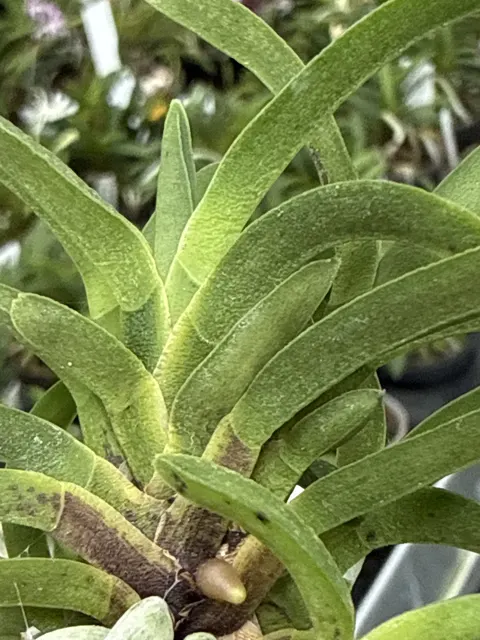 Neofinetia falcata 'Kinginrasha' (Neofinetia)