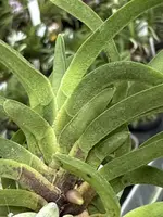 Neofinetia falcata ‘Kinginrasha’