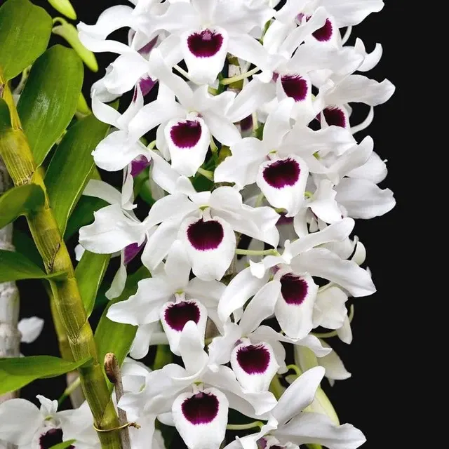 Dendrobium Forty Niner 'Susan' (Dendrobium)