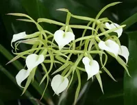 Orchid Fragrant Cattleya Brassavola cordata aka subufolia 2" Pot