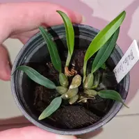 Bulbophyllum longicaudatum