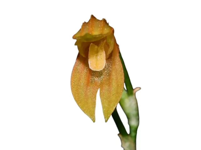 Specklinia vittariifolia (Specklinia)