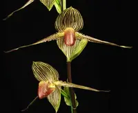 Paphiopedilum rothschildianum x sib (‘New Horizon’ FCC/AOS x ‘Raptor’ GM/JOGA)