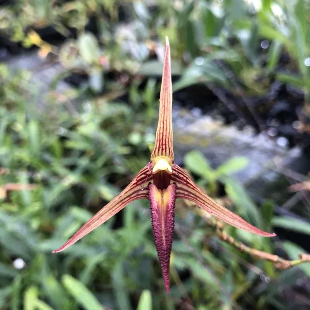 Bulbophyllum digoelense (Bulbophyllum)