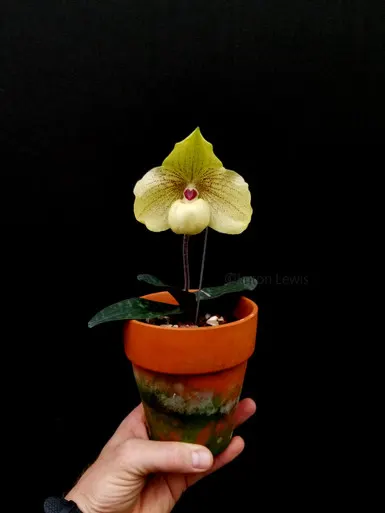 Paphiopedilum Mint Chocolate
