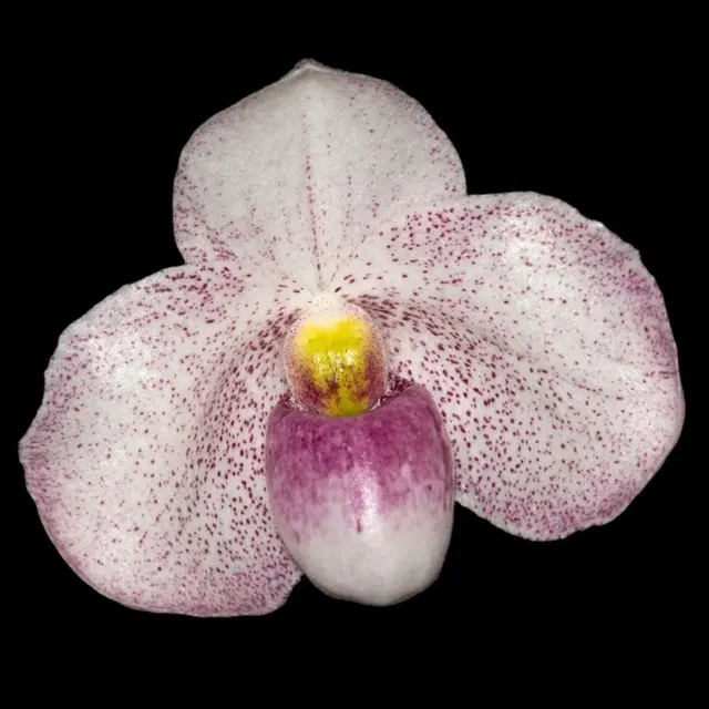 Paphiopedilum SCBG Guanghua