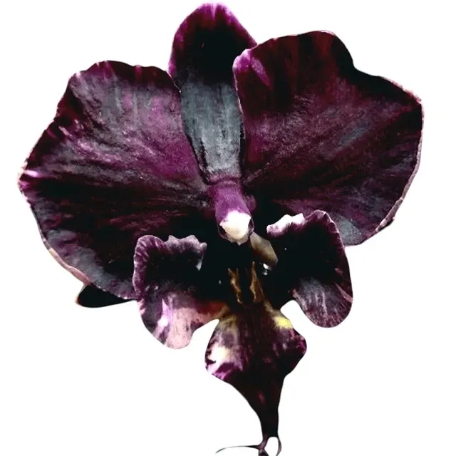 Phalaenopsis Miki Sword - Big Lip Peloric '420'