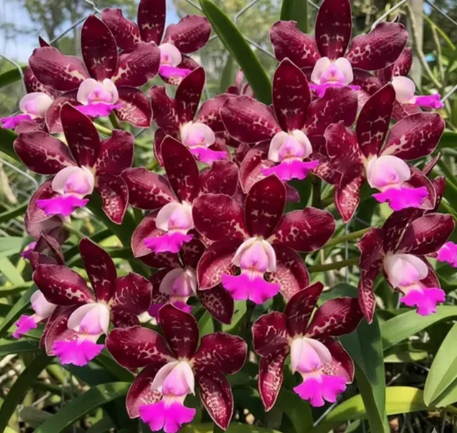 Cattleya Royal Cognac (Cattleya)
