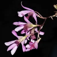 Dendrobium laterale sp.
